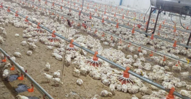 البصرة تسوق أكثر من 500 ألف طير خلال الشهر الماضي