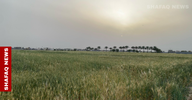 قمح الأنبار في خطر.. الخطة الزراعية معلّقة والمزارعون متخوفون من الخسارة