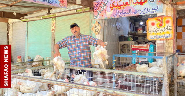 الكوترة تسيطر على سوق بيع الدجاج في الأنبار