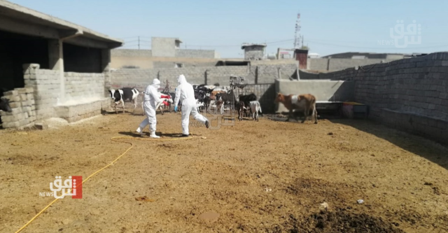 صحة كركوك تنفي إصابة طفل بالحمى النزفية