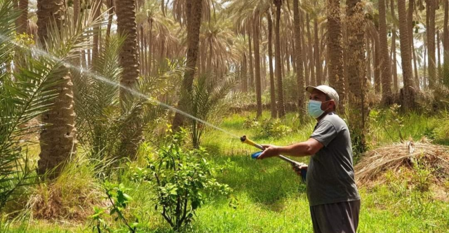 الزراعة النيابية ترصد انتشار الدوباس في نخيل كربلاء وتطلق تحذيراً