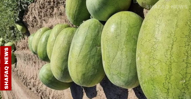 يقرأ ويكتب ويُفتح بالسكين.. رقي بمواصفات مميزة يصل كركوك