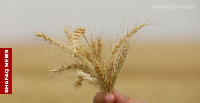 إنتاج وفير.. كركوك تطالب بزيادة عدد سيارات تسويق الحنطة
