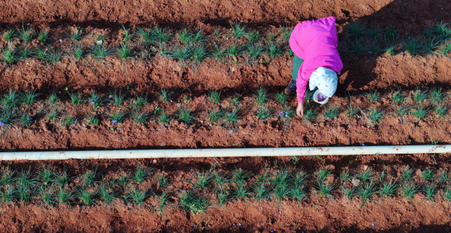 الاقتصاد السورية لشفق نيوز: خطة زراعية ثلاثية لاستعادة الاكتفاء الذاتي