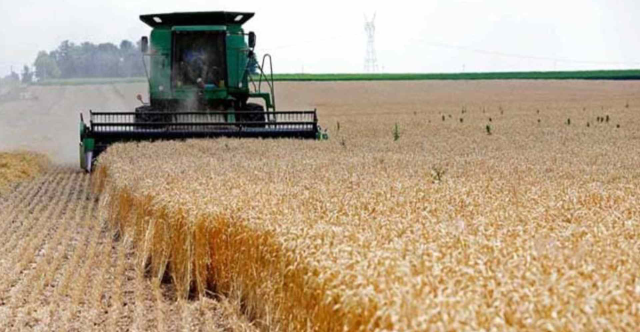 كربلاء تحقق رقماً قياسياً بإنتاج الحنطة وتختتم موسم التسويق بـ305 آلف طن