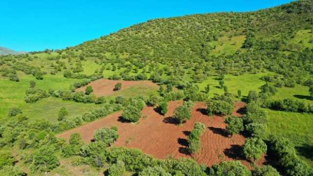 كرمانشاه.. البلوط مهدد بالاختفاء
