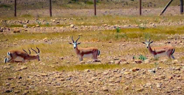 اختفاء 400 غزال نادر في العراق بـظروف غامضة