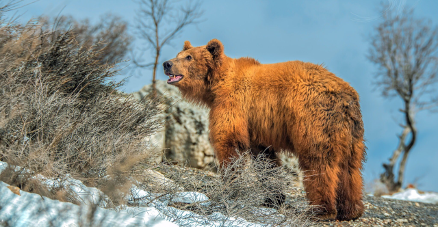 دهوك.. راعٍ يصارع دباً برياً وينجو بإصابات خطيرة (صورة)