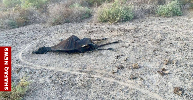 نفوق جماعي للحيوانات.. ارتفاع ملوحة المياه يهدد الحياة في أهوار البصرة