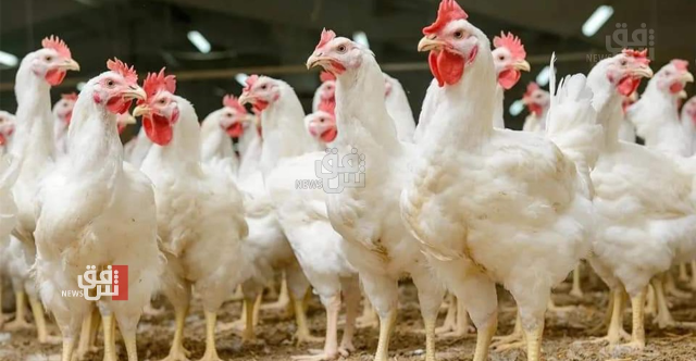 تحذير من كارثة وشيكة في قطاع الدواجن بإقليم كوردستان بسبب أعلاف ولقاحات