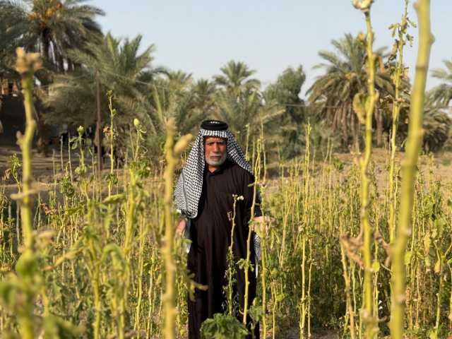 من بستان كبير لأشجار بائسة.. مزارع بابلي يروي حكاية الموت البطيء (صور)