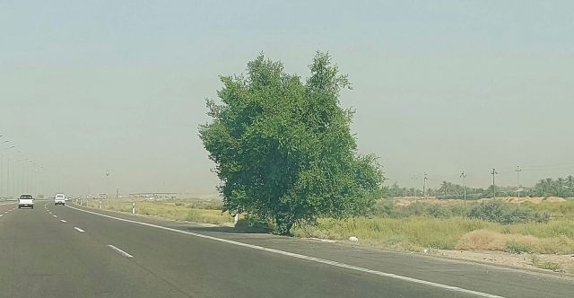 إطلاق حملة أثر الجندي لزراعة الأشجار في الأنبار تخليداً لمواقف الجيش العراقي