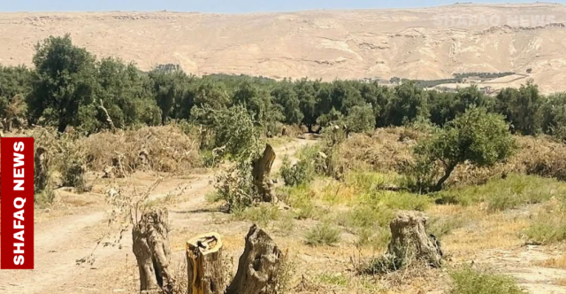 تباع لأصحاب شوي السمك.. بيئة نينوى تتحرك لإيقاف قطع اشجار الزيتون