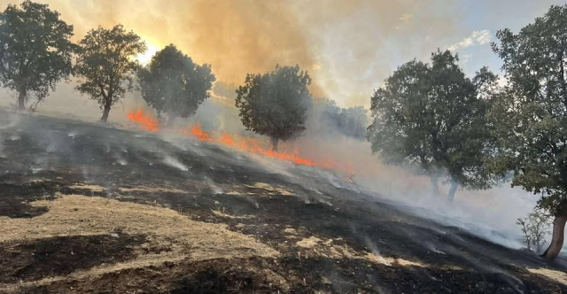 حريق يلتهم ألف دونم من الأحراش والبساتين في السليمانية.. صور