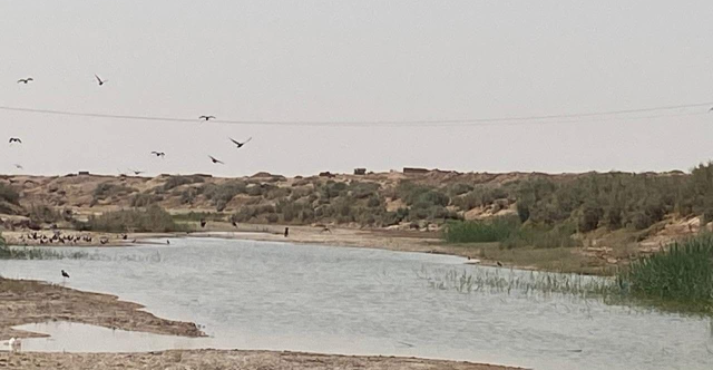 ذاكرة الطبيعة في مناطق شرق ديالى تفقد ملامح أحد فصولها القديمة