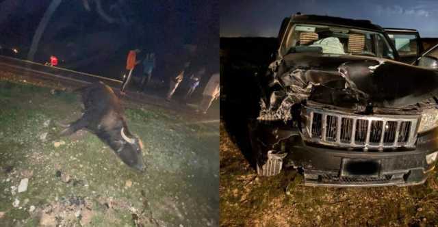 الجاموس السائب يضاعف حوادث الموت في صلاح الدين