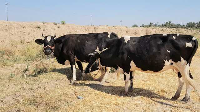 الصين تحظر استيراد الحيوانات المجترة ومنتجاتها من العراق بسبب مرض اللسان الأزرق
