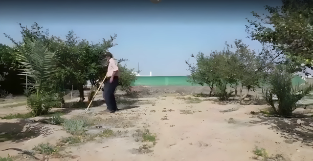 بدلاً من التمور.. شح المياه يدفع مزارعين عراقيين الى اشجار السدر