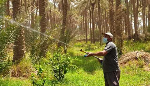 مزارعون يشكون الانتقائية في مكافحة حشرة الدوباس.. والمالكي يوضح