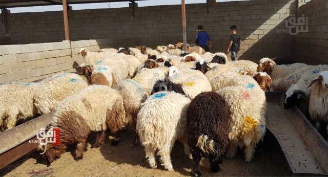 الموصل تتخذ اجراءات احترازية لـالذبح في عيد الاضحى
