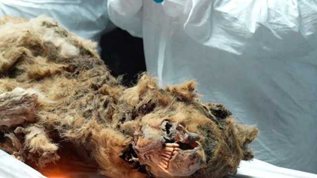 علماء روس يعثرون على مومياء ذئب عمرها 44 ألف عام