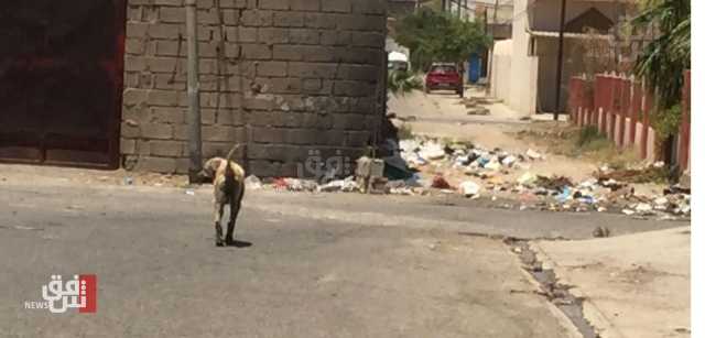 الكلاب السائبة تغزو شوارع كركوك وتسيطر على أزقتها والأهالي يستنجدون: لا رادع لها
