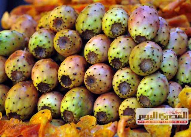 حال الإكثار منه.. استشارى تغذية يشكف فوائد وأضرار التين الشوكى