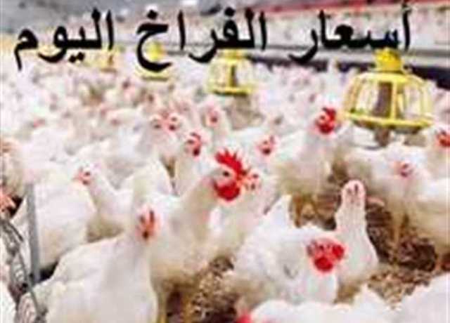 أسعار الفراخ البيضاء والبيض الخميس 6 يوليو 2023