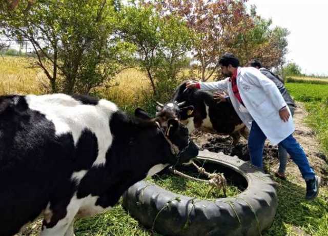 السبت المقبل.. انطلاق الحملة القومية الثانية لتحصين الماشية ضد الحمى القلاعية والوادي المتصدع بالشرقية