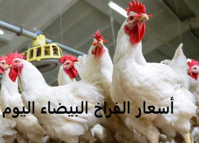 «ارتفاع غير متوقع».. مفاجأة في أسعار الدواجن والبيض اليوم الإثنين 10 يوليو بالبورصة والأسواق