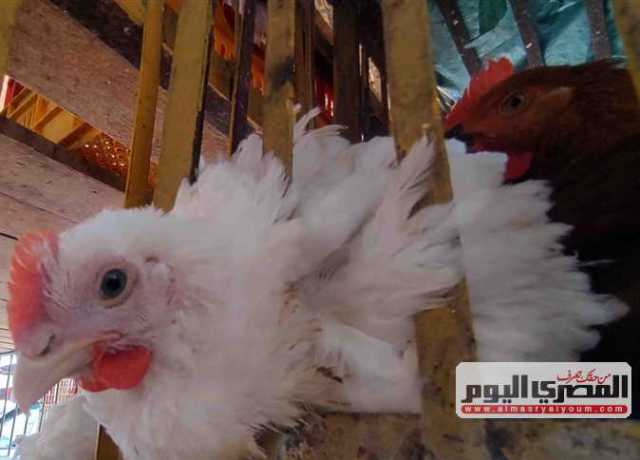 سعر الفراخ البيضاء اليوم الأحد 6 أغسطس 2023 فى الأسواق والمحال التجارية