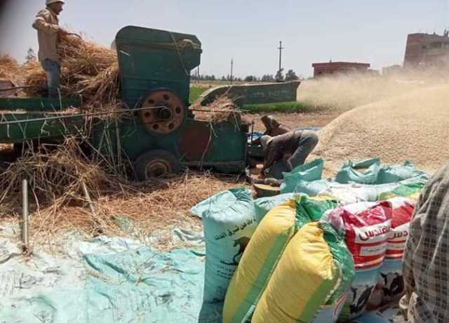 توريد 534.4 طن من محصول القمح لشون وصوامع الشرقية