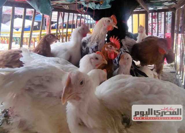 سعر الفراخ اليوم الثلاثاء 1 أغسطس 2023 في الأسواق والمحال التجارية