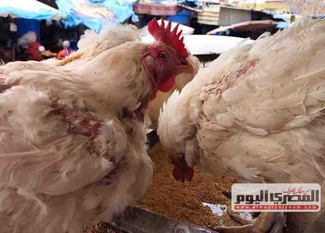 سعر «الفراخ» اليوم 9 يوليو 2023 فى الأسواق والمحال التجارية