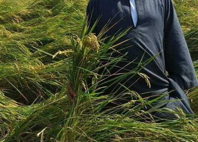 انخفاض سعره.. نقيب الفلاحين يزف بشرى لمحبي الأرز