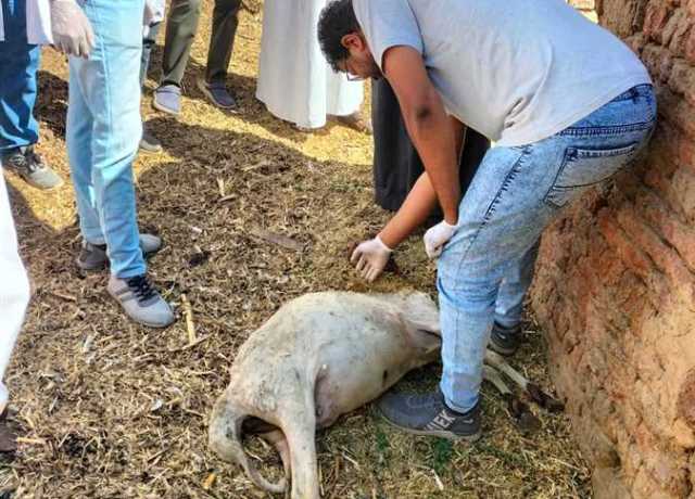 بيطرى قنا يناظر 302 حيوان وطائر خلال قافلة بيطرية مجانية بقرية المراشدة