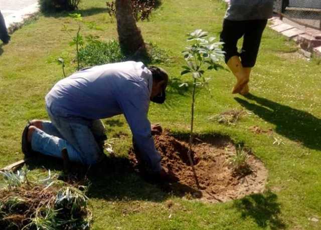الإسكندرية تصل لـ 137 ألف شجرة بمبادرة «100 مليون شجرة» (صور)
