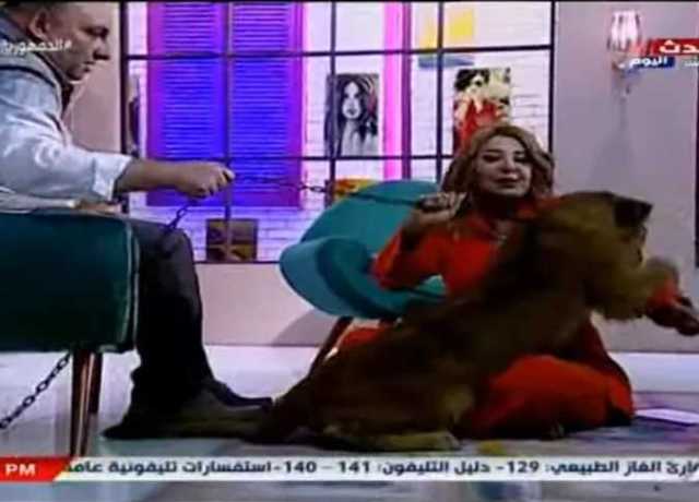 أسد يهاجم مادلين طبر على الهواء خلال تصوير برنامجها (صور وفيديو)