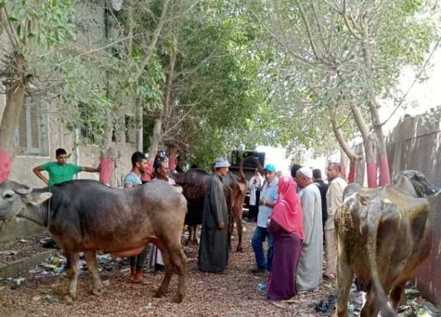 السبت.. انطلاق حملة تحصين الماشية ضد الحمى القلاعية والوادى المتصدع في المنيا