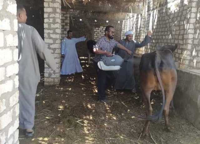قافلة بيطرية مجانية لرش الحيوانات وتجريع الأغنام في أسوان