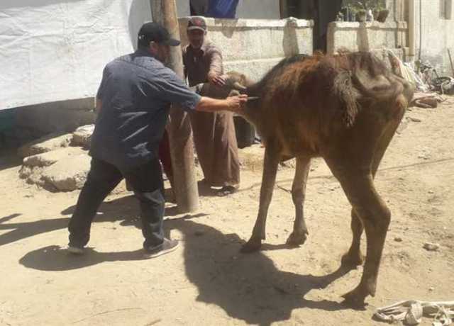 تقديم الخدمات البيطرية لـ 5200 رأس ماشية بحملة تحصين الثروة الحيوانية في بني سويف