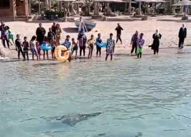 ظهور سمكة «المانتا راي» بأحد شواطئ الغردقة