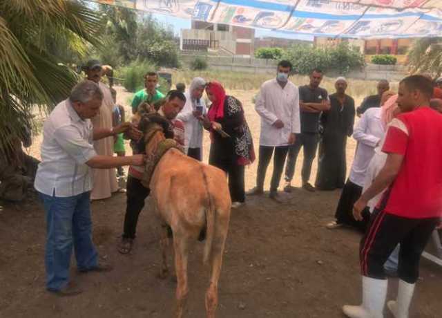 إطلاق قافلة بيطرية لعلاج «الفصيلة الخيلية» بقرى كفر الشيخ