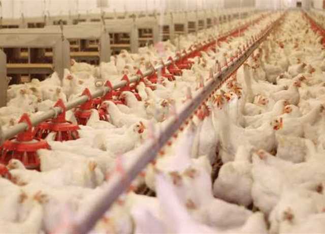 تراجع كبير.. أسعار الفراخ والبيض اليوم الخميس 20 يوليو 2023 في الأسواق