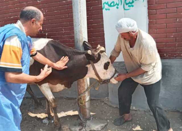 تنفيذ قافلة بيطرية بالمحسمة الجديدة في الإسماعيلية