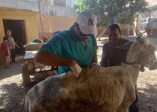 قافلة بيطرية مجانية بقرى حياة كريمة في القليوبية