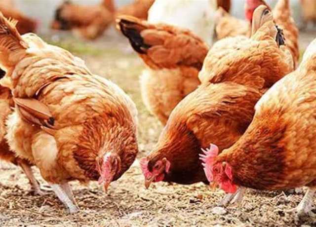 الساسو يتجاوز حاجز الـ100 جنيه.. أسعار الفراخ والكتاكيت في الأسواق ختام تعاملات اليوم