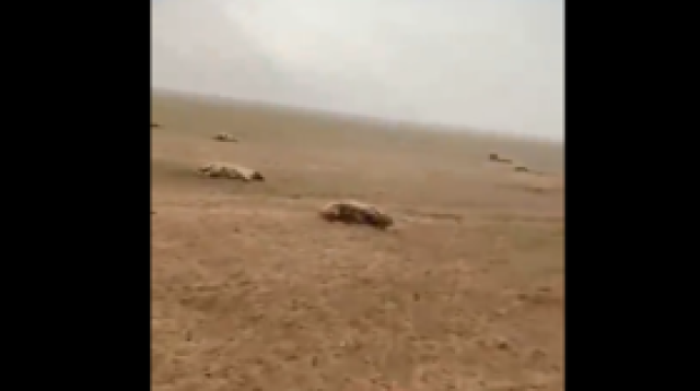بالفيديو.. صاعقة تؤدي إلى نفوق 35 رأسا من الأغنام في السعودية