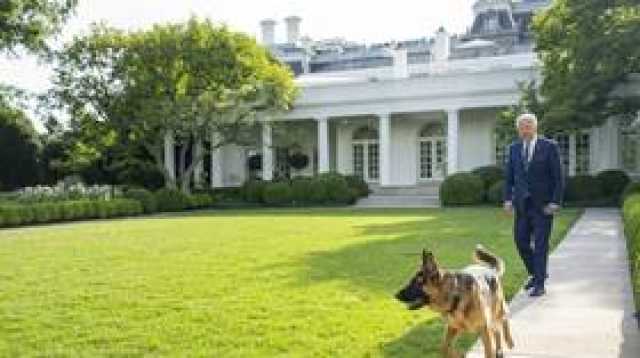 حاكمة ولاية أمريكية تطالب بقتل كلب بايدن