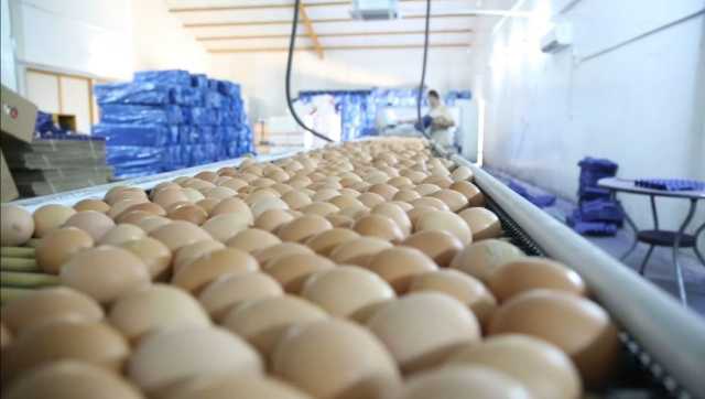 العراقيون يستهلكون 7 مليارات بيضة سنويًا واستيراد بنحو 900 مليون دولار